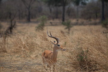 impala antelope in Katavi national park