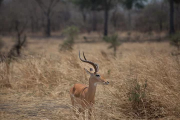Poster impala antelope in Katavi national park © Marco