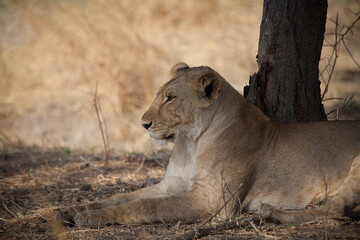 lioness in the grass