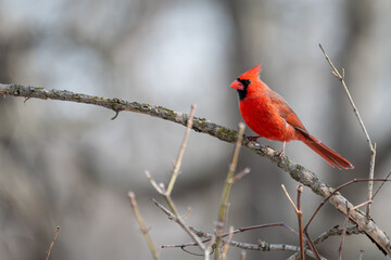 Male northen cardinal perched on a small branch with brown background.