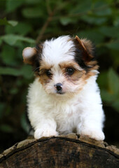 Biawer Yorkshire Terrier puppy in nature.