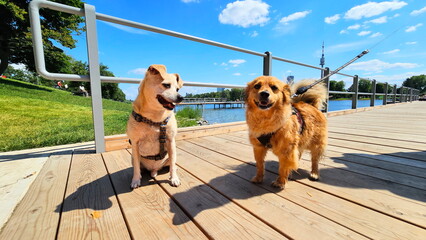 Hundefreunde an der AltenDonau