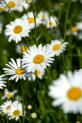 Champ de marguerites ( Leucanthemum vulgare)