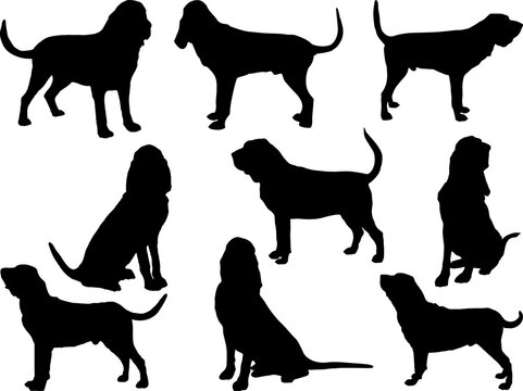 Set of Bloodhound Dogs Silhouette
