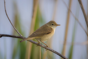 A male marsh warbler (Acrocephalus palustris) sits on the reed on summer evening. CLose-up portrait of a male marsh warbler. 