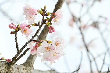 Obraz premium 春の訪れ