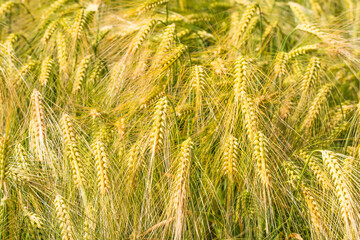 Close-up of ears of barley on a field in Frauenstein/Germany in the Rheingau