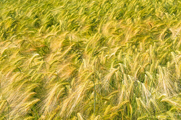 Close-up of ears of barley on a field in Frauenstein/Germany in the Rheingau