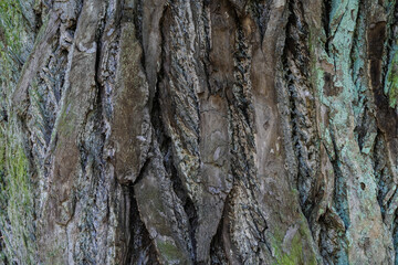 High-resolution close-up photo of a tree trunk.