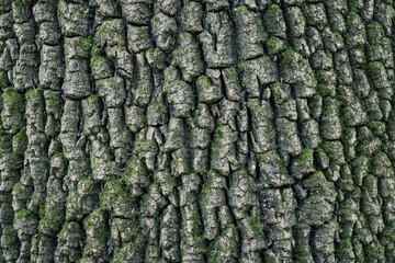 High-resolution close-up photo of a tree trunk.
