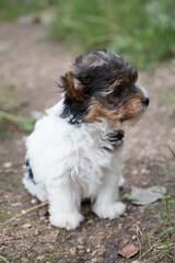 Biawer Yorkshire Terrier puppy in nature.