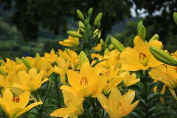 愛媛県伊予市　佐礼谷の黄色い丘の百合の花