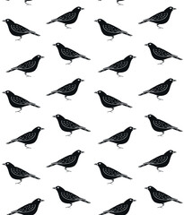 Vector seamless pattern of hand drawn doodle sketch black catbird bird isolated on white background