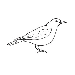 Vector hand drawn doodle sketch catbird bird isolated on white background