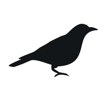 recommend clip art: Vector hand drawn doodle sketch catbird bird silhouette isolated on white background