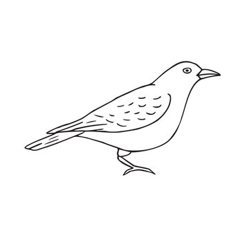recommend clip art: Vector hand drawn doodle sketch catbird bird isolated on white background
