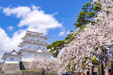 神奈川県小田原市　小田原城と桜の風景