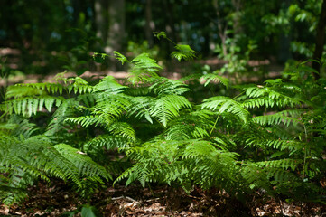 green fern in the forest