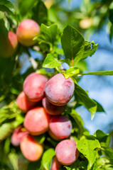 Obraz premium Purple plums on a tree branch in the orchard. Harvesting ripe fruits on autumn day. Growing own fruits and vegetables in a homestead.