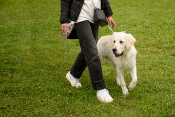 Golden Retriever walking with his owner. Large white dog.