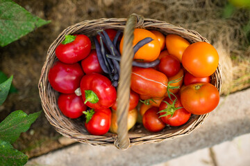 Fresh just harvested vegetables in a basket in a greenhouse. Growing own vegetables in a homestead. Gardening and lifestyle of self-sufficiency.