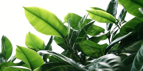 On a white background bright large leaves of plants. Copy space. Created with generative AI tools
