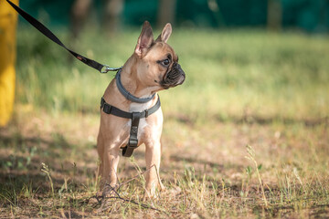 Beautiful thoroughbred French bulldog of fawn color on a walk on the grass.