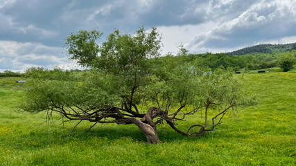Isolated honey mesquite tree standing strong in the field in the farm