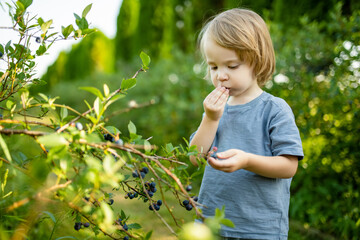 Cute toddler boy picking fresh berries on organic blueberry farm on warm and sunny summer day. Fresh healthy organic food for small kids.