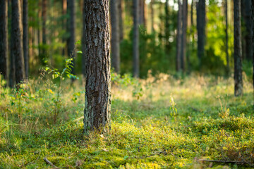 Beautiful mixed pine and deciduous forest, Lithuania