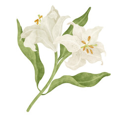 White lily floral watercolor illustration
