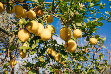 lemons on a tree in turkey. close up
