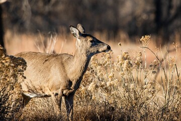 Single brown deer in the yellow field.