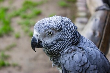 Closeup shot of a Congo African grey parrot ( Psittacus erithacus ) sitting on a wooden railing