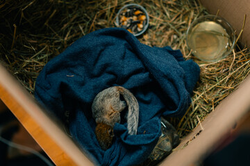 rescued baby squirrel sleeps in a box. depleted