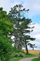 Magnifiques grands pins