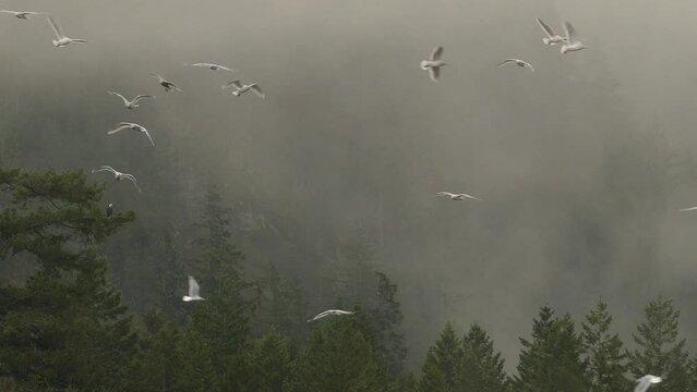 Scenic shot of a flock of birds circling over foggy forest trees during winter