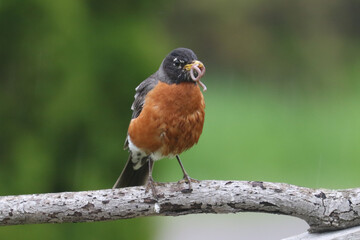 Mother robin feeding chick on lawn hunting for food