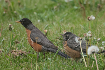 Mother robin feeding chick on lawn hunting for food