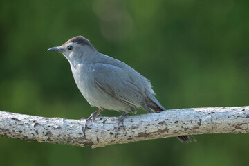 Grey Catbird on perch