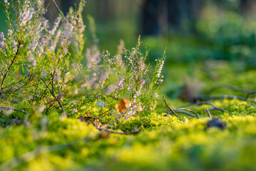 Detail of a flowering heather plant in Lithuanian landscape.