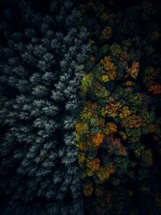 Aerial view of forest surrounded by dense trees