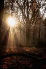 Vertical shot of the morning sun shining through trees in a forest