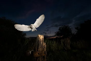 Foto op Canvas Solitary barn owl glides gracefully through the air above a wood stump at night © Robin Lowry/Wirestock Creators