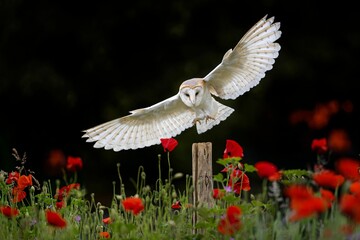 A beautiful barn owl gliding over a lush landscape of red flowers, plants, and grass