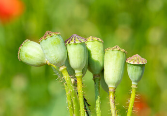 A close-up of a group of green Poppy breadseeds
