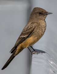 Perching Say's Phoebe (Sayornis saya)
