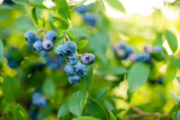 Organic blueberry berries ripening on bushes in an orchard.