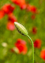 A close-up with a poppy bud and a blurred background
