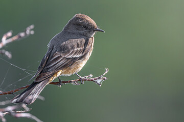 Perching Say's Phoebe (Sayornis saya)